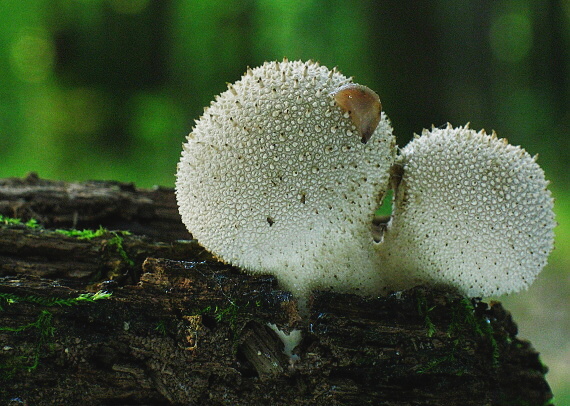 prášnica bradavičnatá Lycoperdon perlatum Pers.