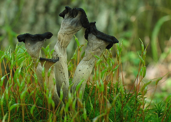 lievik trúbkovitý Craterellus cornucopioides (L.) Pers.