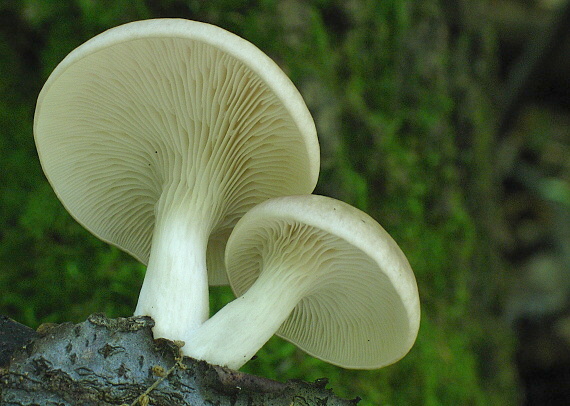 hliva buková Pleurotus pulmonarius (Fr.) Quél.