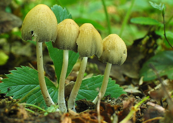 hnojník ligotavý Coprinellus micaceus (Bull.) Vilgalys, Hopple & Jacq. Johnson