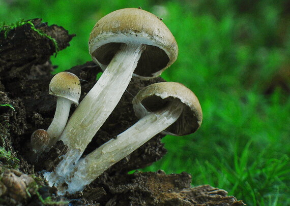 drobuľka Psathyrella sp.