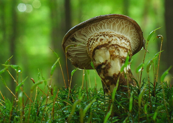 húževnatec Lentinus sp.