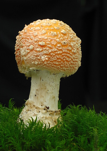 muchotrávka červená Amanita muscaria (L.) Lam.