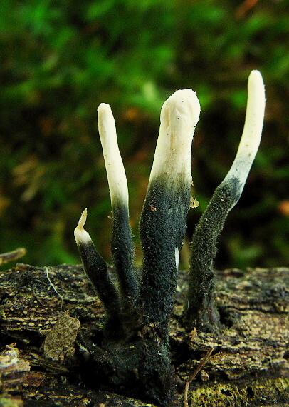 drevnatec Xylaria sp.