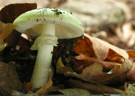 muchotrávka zelená Amanita phalloides (Vaill. ex Fr.) Link