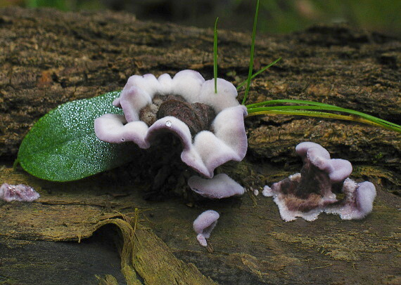 pevníkovec purpurový Chondrostereum purpureum (Pers.) Pouzar