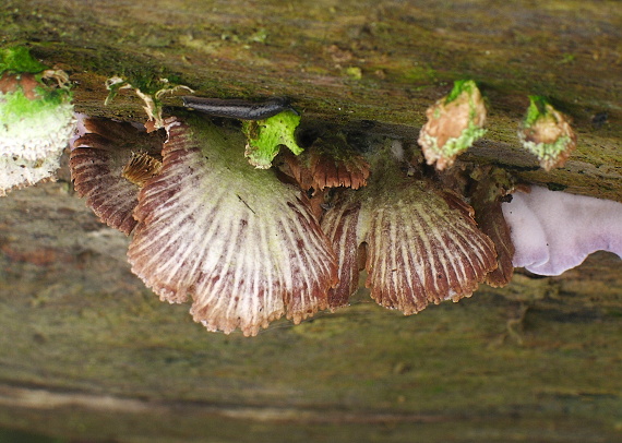 klanolupeňovka obyčajná Schizophyllum commune Fr.