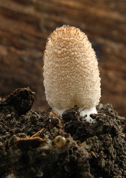 hnojník lúčový Coprinellus radians (Desm.) Vilgalys, Hopple & Jacq. Johnson