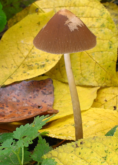 drobuľka veľká Parasola conopilus (Fr.) Örstadius & E. Larss.