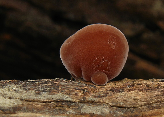 uchovec bazový-Ucho Jidášovo Auricularia auricula-judae (Bull.) Quél.