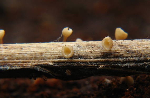 čiašočka byľová Hymenoscyphus herbarum (Pers.) Dennis