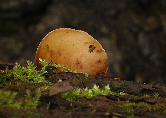 pahliva mäkká Crepidotus mollis (Schaeff.) Staude