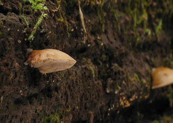 pahliva mäkká Crepidotus mollis (Schaeff.) Staude