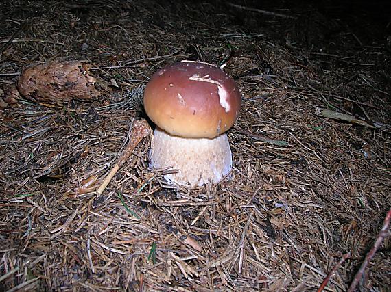 hríb smrekový Boletus edulis Bull.