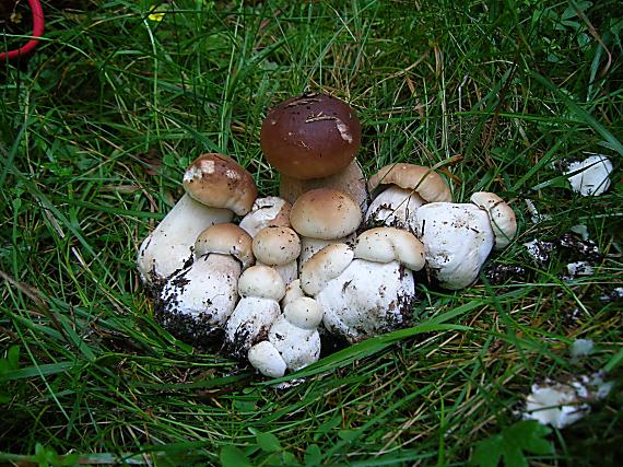 hríb smrekový Boletus edulis Bull.