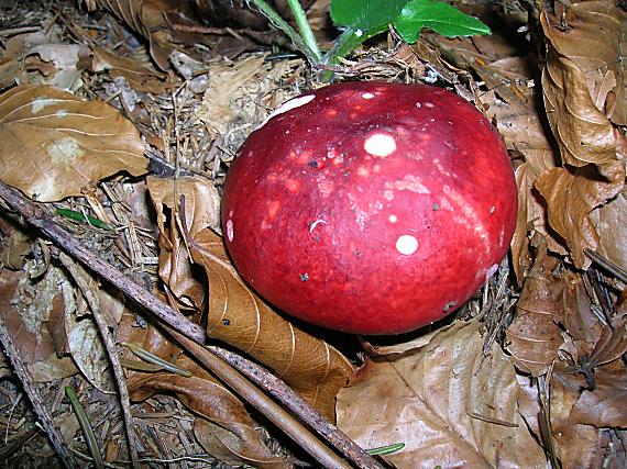 plávka Russula sp.