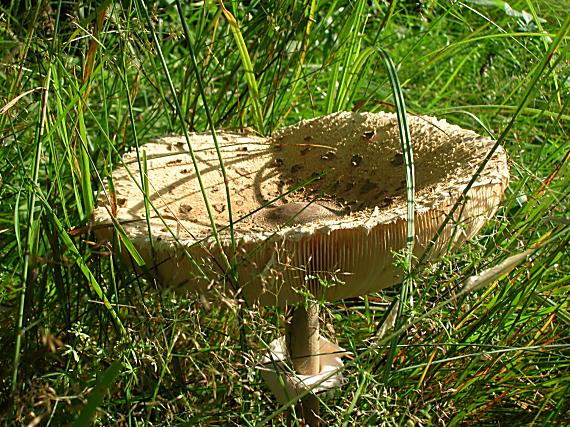 bedľa vysoká Macrolepiota procera (Scop.) Singer