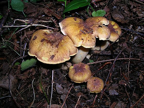 kuriatko jedlé ametystové Cantharellus amethysteus (Quél.) Sacc.