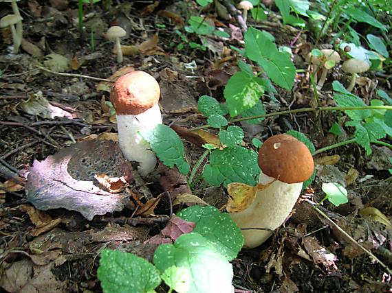 kozák osikový Leccinum albostipitatum den Bakker & Noordel.