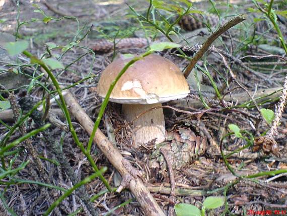 hríb - samotár Boletus edulis Bull.