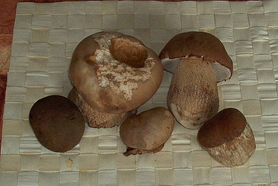 hríb dubový Boletus reticulatus Schaeff.