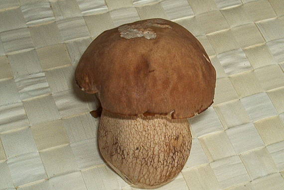 hríb dubový Boletus reticulatus Schaeff.