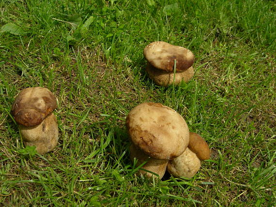 hríb dubový Boletus reticulatus Schaeff.