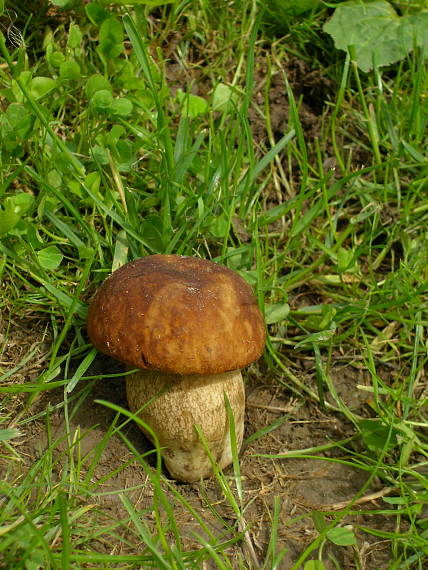 hríb dubový Boletus reticulatus Schaeff.