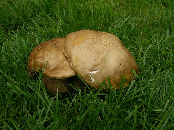 hríb dubový Boletus reticulatus Schaeff.