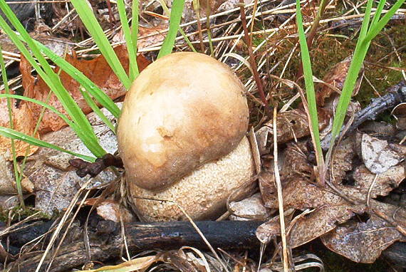 hríb dubový Boletus reticulatus Schaeff.