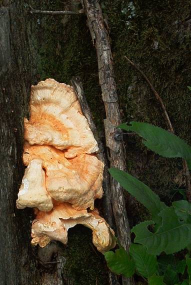 sírovec obyčajný Laetiporus sulphureus (Bull.) Murrill