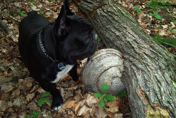 práchnovec kopytovitý Fomes fomentarius (L.) J.J. Kickx