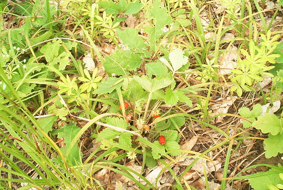 jahoda lesná Fragaria vesca L.