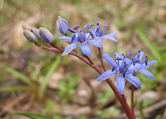 scila viedenská Scilla vindobonensis Speta