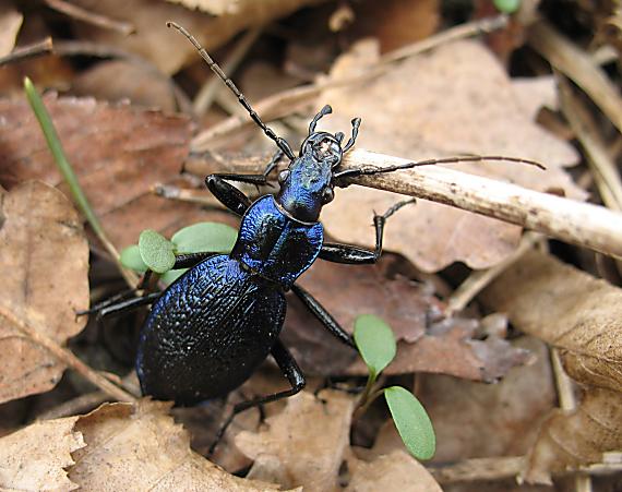 bystruška vráskavá, střevlík vrásčitý Carabus intricatus