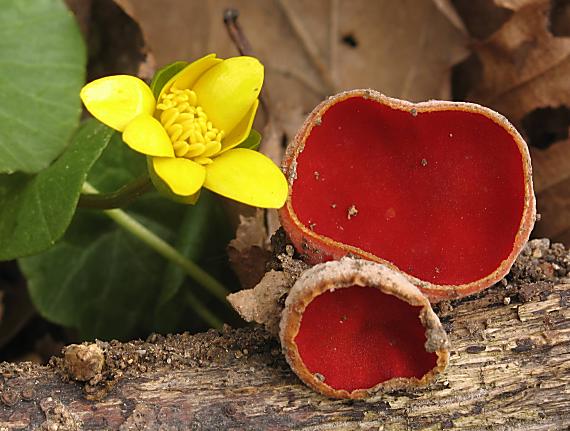 ohnivec šarlátový Sarcoscypha coccinea (Gray) Boud.