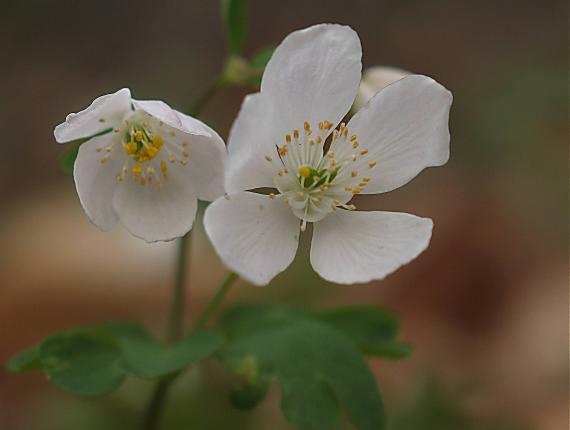 veternica hájna Anemone nemorosa L.