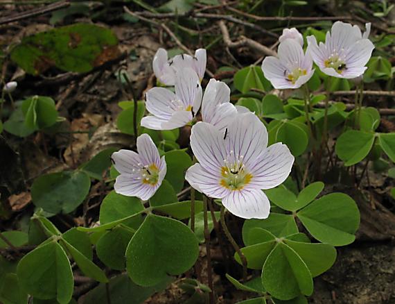 kvietky-kyslička obyčajná Oxalis acetosella L.