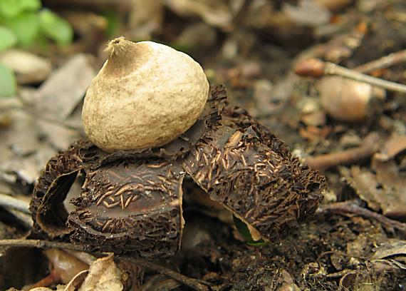 hviezdovka trojitá Geastrum triplex Jungh.