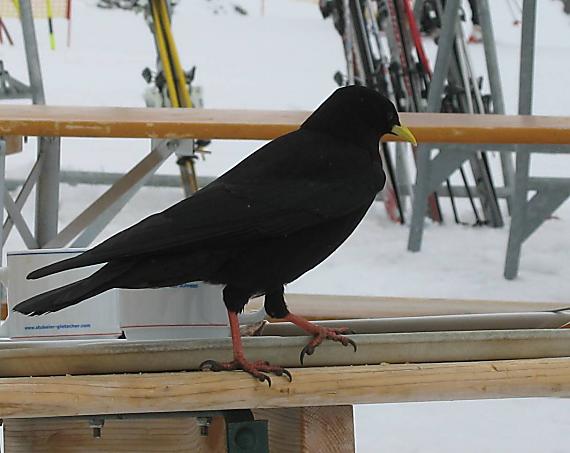 čavka žltozobá Pyrrhocorax graculus