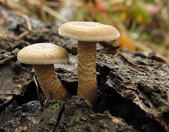 trúdnik plástovitý Lentinus arcularius (Batsch) Zmitr.