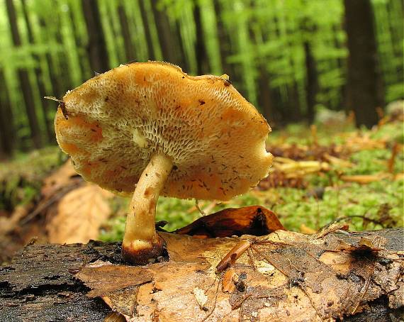 trúdnik zimný Lentinus brumalis (Pers.) Zmitr.