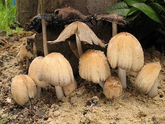 hnojník okrový Coprinellus domesticus (Bolton) Vilgalys, Hopple & Jacq. Johnson