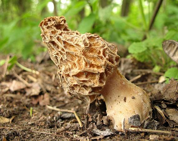 smrčok jedlý Morchella esculenta (L.) Pers.