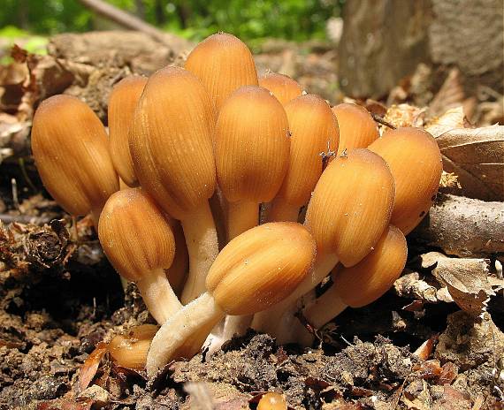 hnojník lesný Coprinus silvaticus Peck