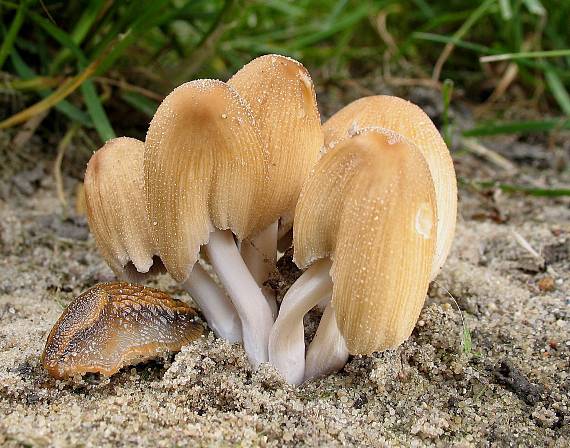 hnojník z podsekcie Micacei Coprinus sp.