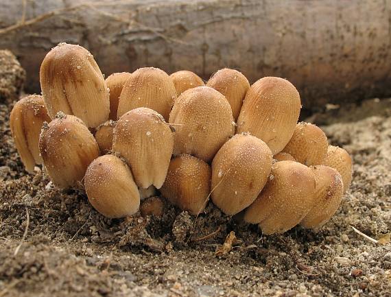 hnojník Coprinus sp.