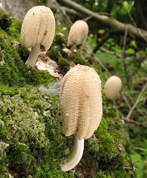 hnojník okrový Coprinellus domesticus (Bolton) Vilgalys, Hopple & Jacq. Johnson