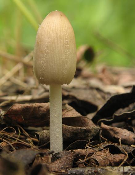 hnojník Coprinus sp.