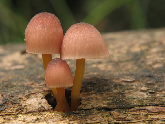 prilbička žltohlúbiková Mycena renati Quél.